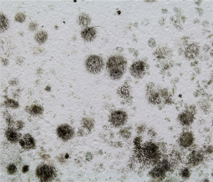Black spots of mold on wall
